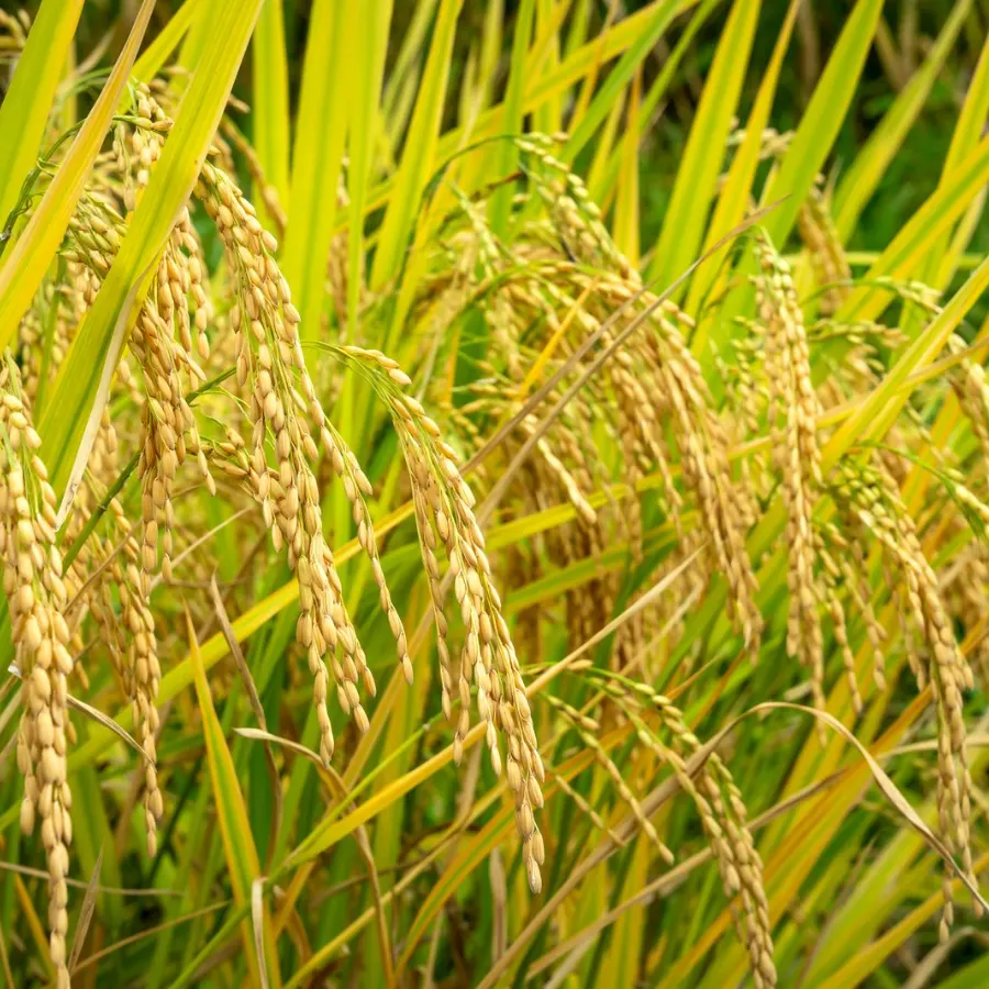 Bông lúa chín vàng trên ruộng - phân hữu cơ Futai 1