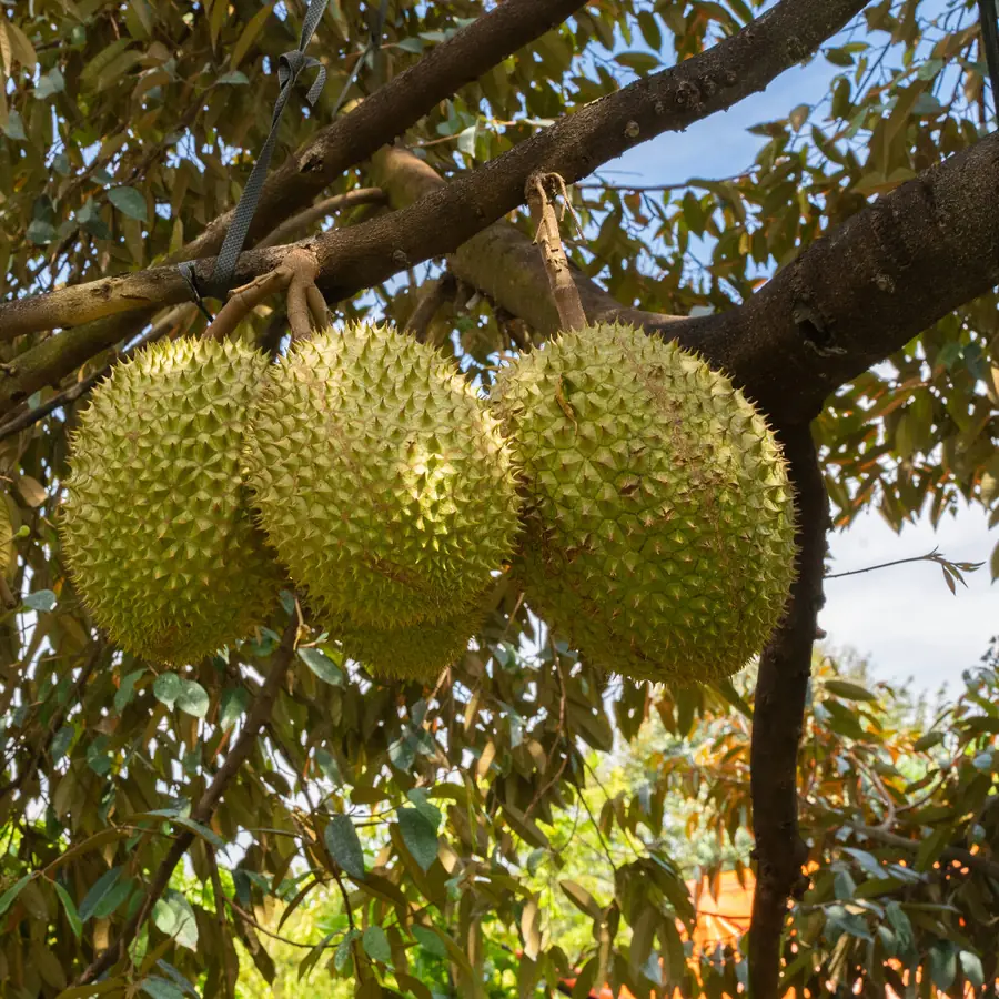 Trái sầu riêng đang nuôi trên cây